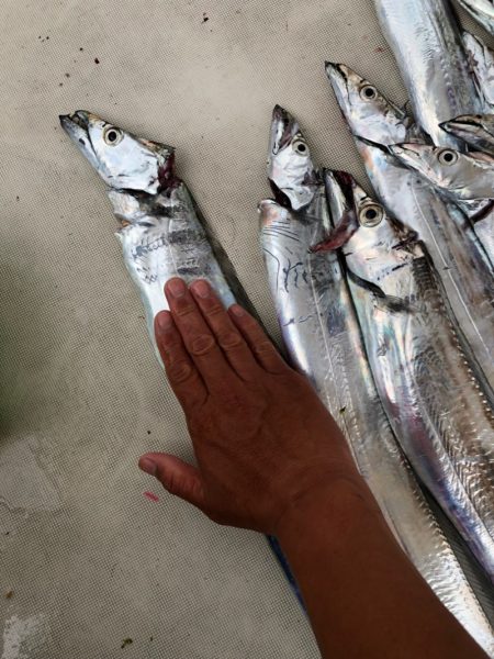 末広丸(熊本) 釣果