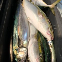 第二八坂丸 釣果