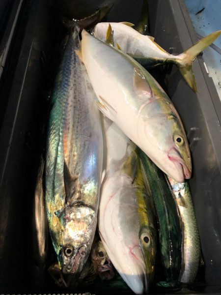 第二八坂丸 釣果