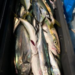 第二八坂丸 釣果