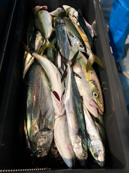 第二八坂丸 釣果