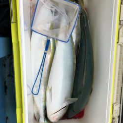 ヤザワ渡船 釣果