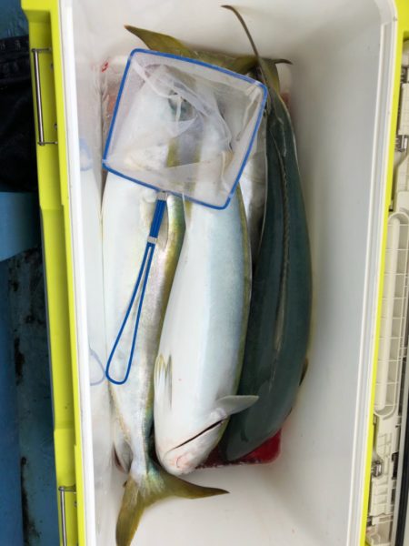 ヤザワ渡船 釣果