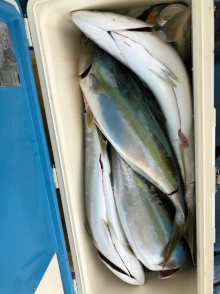 ヤザワ渡船 釣果