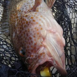 龍神丸(鹿児島) 釣果