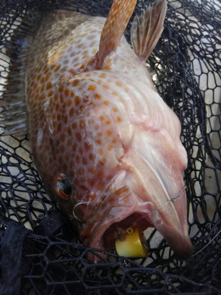 龍神丸(鹿児島) 釣果