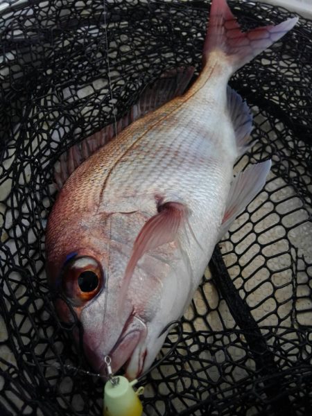 龍神丸（鹿児島） 釣果