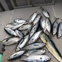 ＴＡＲＯＭＡＲＵ 釣果