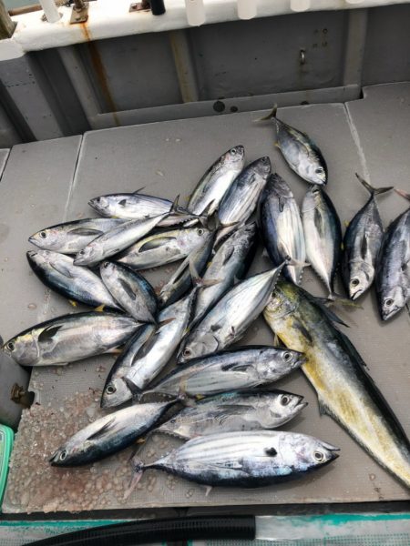 ＴＡＲＯＭＡＲＵ 釣果