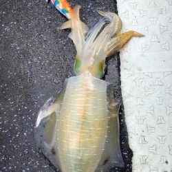 あみや渡船 JIGBOY 釣果