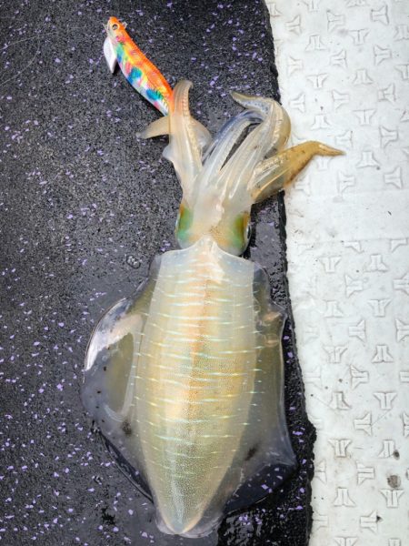 あみや渡船 JIGBOY 釣果