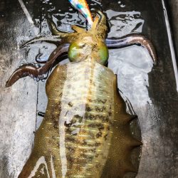 あみや渡船 JIGBOY 釣果