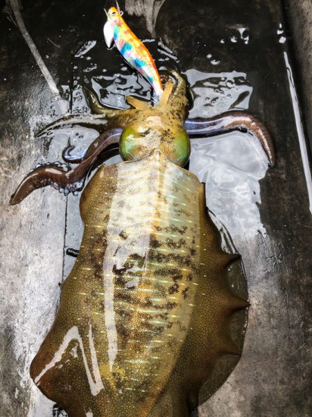 あみや渡船 JIGBOY 釣果