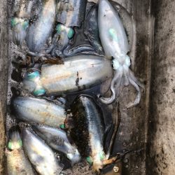 あみや渡船 JIGBOY 釣果