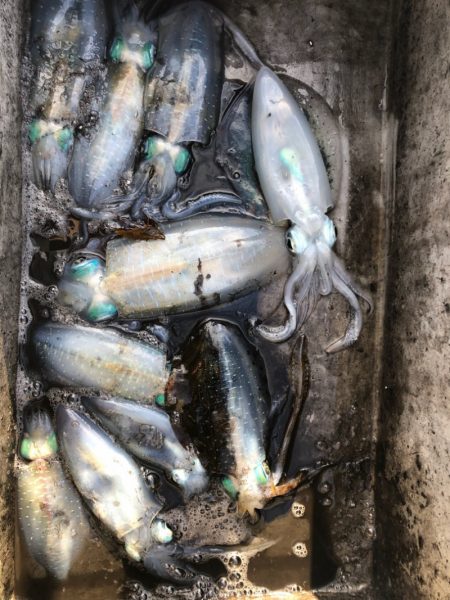 あみや渡船 JIGBOY 釣果