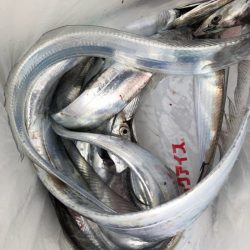 豊和丸 釣果