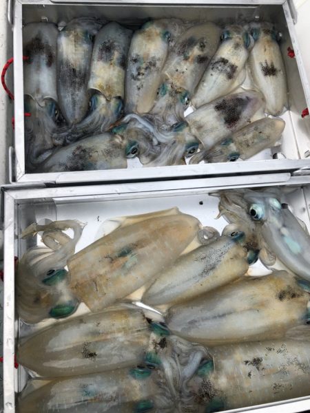 あみや渡船 JIGBOY 釣果