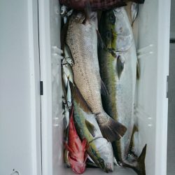 エンペラー 釣果