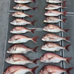 SeaRide(シーライド) 釣果