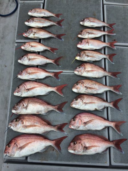 SeaRide(シーライド) 釣果