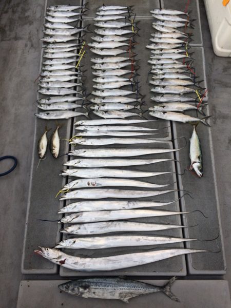 SeaRide(シーライド) 釣果