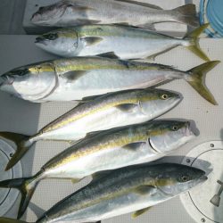 エンペラー 釣果