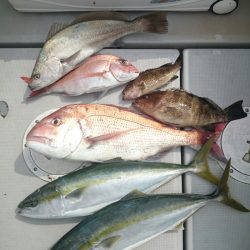 エンペラー 釣果