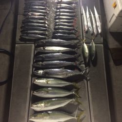 SeaRide(シーライド) 釣果