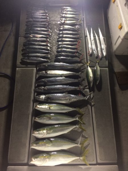 SeaRide(シーライド) 釣果