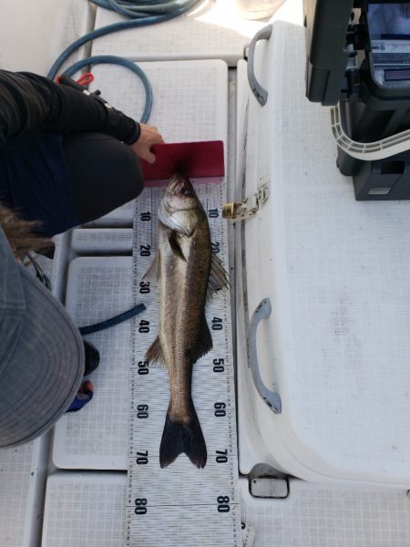 海龍丸（島根） 釣果
