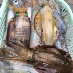 エヌスタイル 釣果