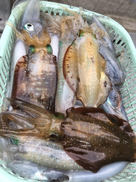 エヌスタイル 釣果