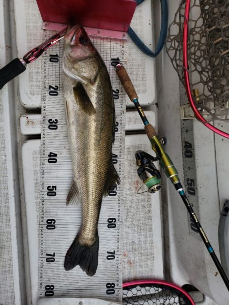 海龍丸（島根） 釣果
