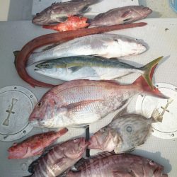 エンペラー 釣果