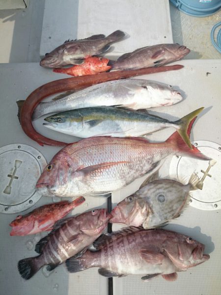 エンペラー 釣果