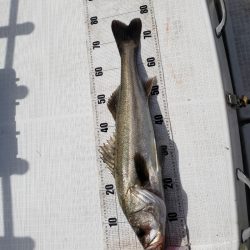 海龍丸（島根） 釣果