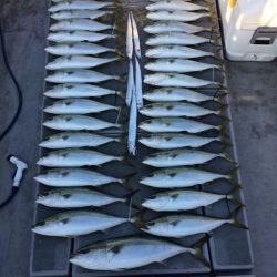 SeaRide(シーライド) 釣果