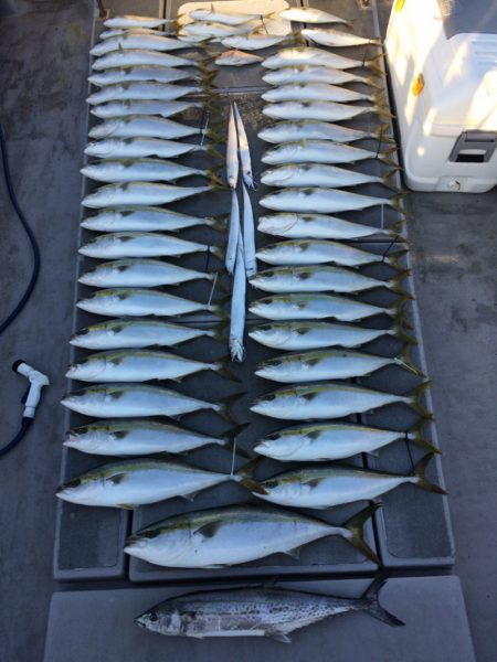 SeaRide(シーライド) 釣果