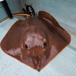 アマテラス 釣果