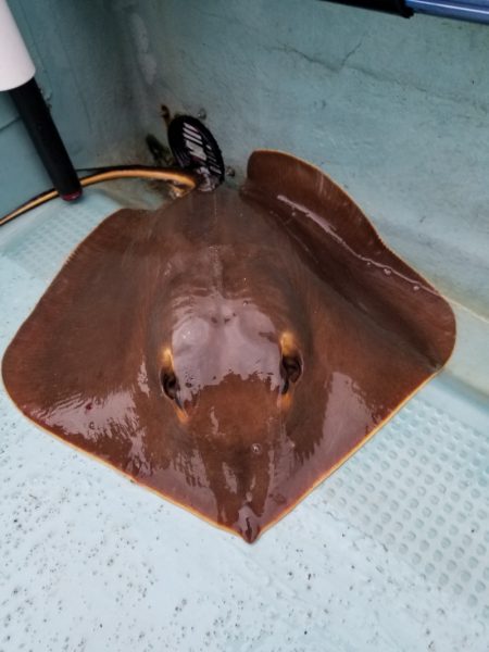 アマテラス 釣果