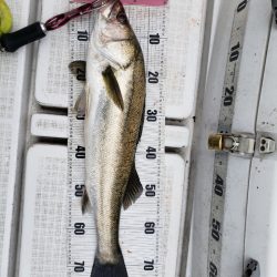 海龍丸（島根） 釣果