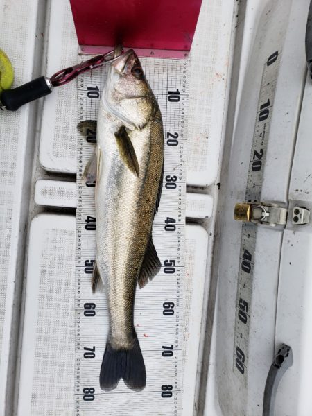 海龍丸（島根） 釣果