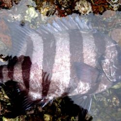 渡船屋たにぐち 釣果
