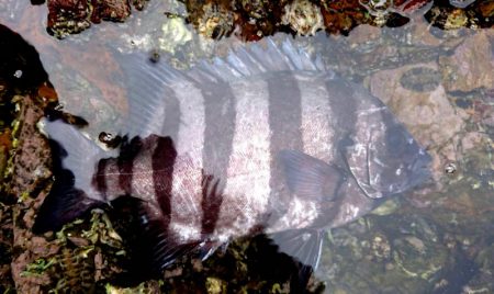 渡船屋たにぐち 釣果
