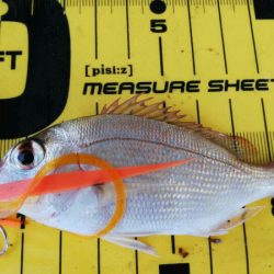 タイラバ遊漁船 ワンピース 釣果