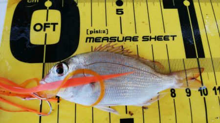 タイラバ遊漁船 ワンピース 釣果