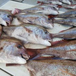 タイラバ遊漁船 ワンピース 釣果