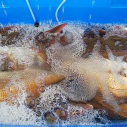 タイラバ遊漁船 ワンピース 釣果