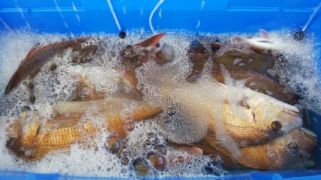 タイラバ遊漁船 ワンピース 釣果