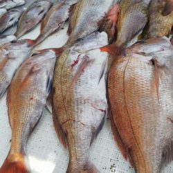 タイラバ遊漁船 ワンピース 釣果